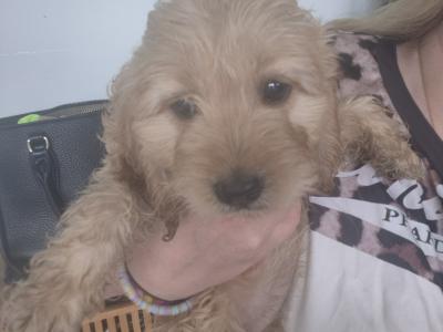 Beautiful Golden F1 Cockapoo puppies in Cork