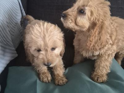 Beautiful Golden F1 Cockapoo puppies in Cork