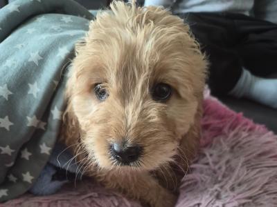 Beautiful Golden F1 Cockapoo puppies in Cork