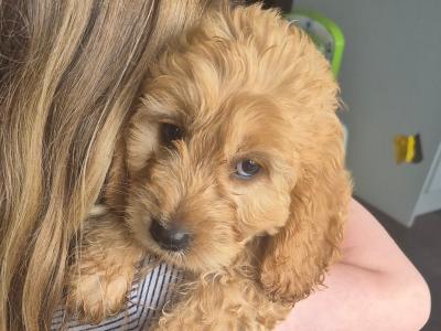Beautiful Golden F1 Cockapoo puppies in Cork