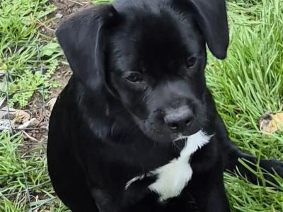 Beautiful French Bulldog x Border Collie puppies in Cork available for their 5 * loving homes
