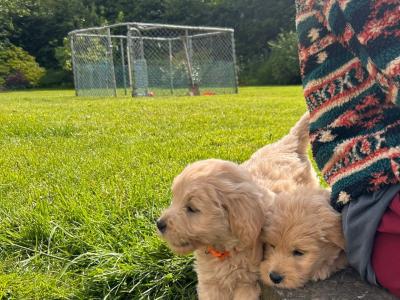 Fb1 Goldendoodle puppies in Wexford