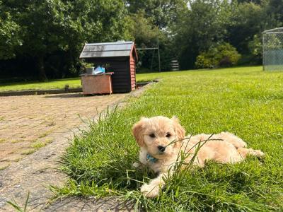 Fb1 Goldendoodle puppies in Wexford