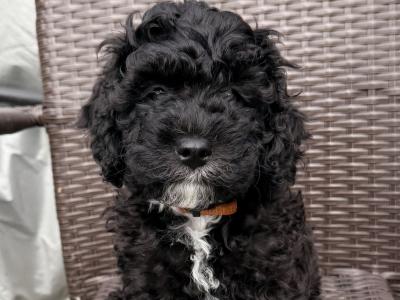 Beautiful Rare Cavachon x Cockapoo puppies in Cork