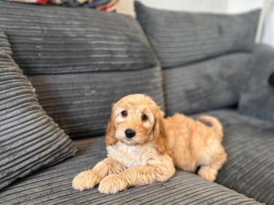 Miniature Goldendoodle puppies in Wexford - One Female remaining