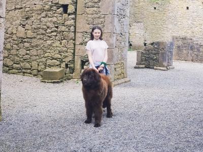 IKC registered Champion Newfoundland, DNA and Hip&Elbow passed