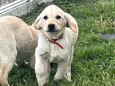 Gentle Labrador Retriever puppies for sale in Roscommon