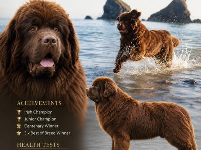 IKC registered Champion Newfoundland, DNA and Hip&Elbow passed