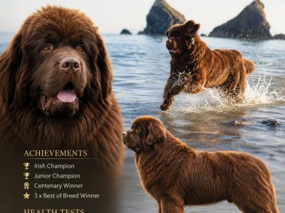 IKC registered Champion Newfoundland, DNA and Hip&Elbow passed