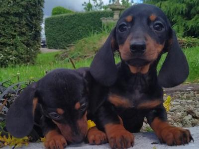 Miniature Dachshund puppies in Cavan