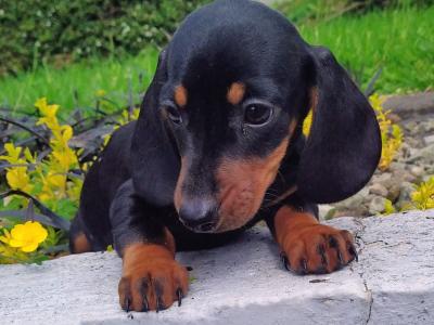 Miniature Dachshund puppies in Cavan