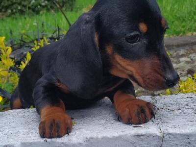 Miniature Dachshund puppies in Cavan