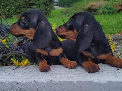 Miniature Dachshund puppies in Cavan