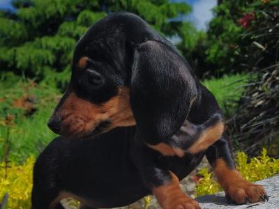 Miniature Dachshund puppies in Cavan