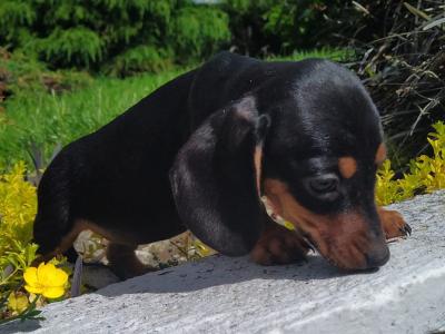 Miniature Dachshund puppies in Cavan