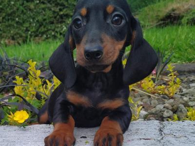 Miniature Dachshund puppies in Cavan