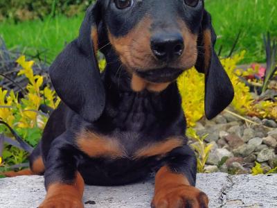 Miniature Dachshund puppies in Cavan