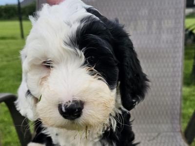 Rare IKC Portuguese water dog