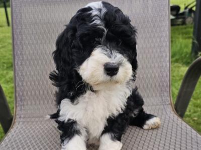 Rare IKC Portuguese water dog