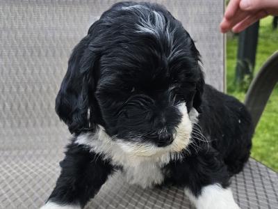 Rare IKC Portuguese water dog