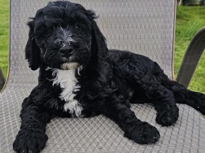 Rare IKC Portuguese water dog