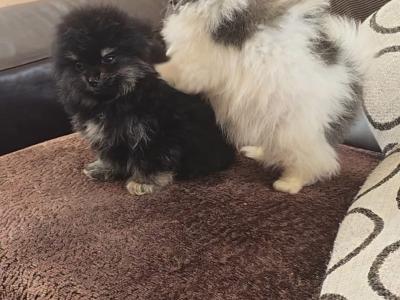 Pomeranian puppies in Dublin