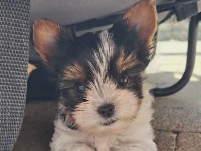 Male Biewer Terrier puppy in Roscommon