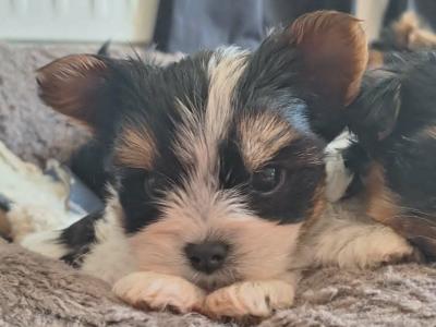 Male Biewer Terrier puppy in Roscommon