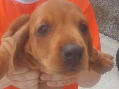 IKC Registered (pending) Miniature Dachshund puppies in Galway