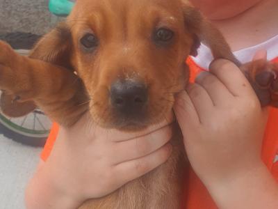 IKC Registered (pending) Miniature Dachshund puppies in Galway