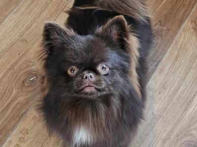 ⭐️IKC Registered (pending) chocolate & tan female Chihuahua puppy 8 months old ⭐️