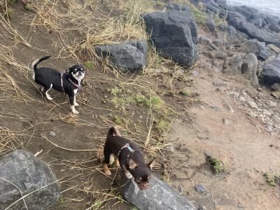 ⭐️IKC Registered (pending) chocolate & tan female Chihuahua puppy 8 months old ⭐️