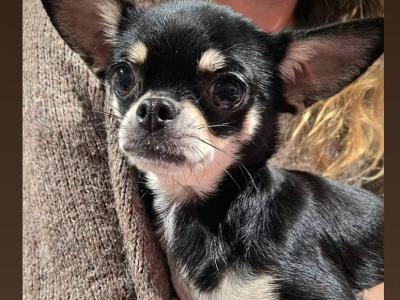 ⭐️IKC Registered (pending) chocolate & tan female Chihuahua puppy 8 months old ⭐️
