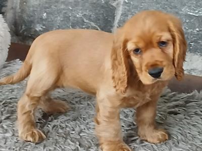 Beautiful female Golden Cocker Spaniel puppy in Monaghan