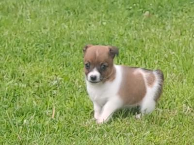 Purebred jack-russells puppies
