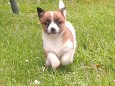 Purebred jack-russells puppies