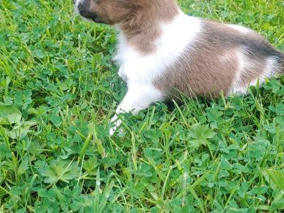 Purebred jack-russells puppies