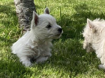 West Highland Terrier puppies in Kildare