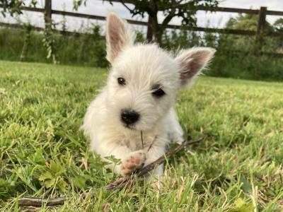 West Highland Terrier puppies in Kildare