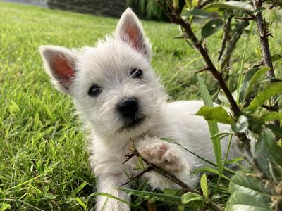 West Highland Terrier puppies in Kildare