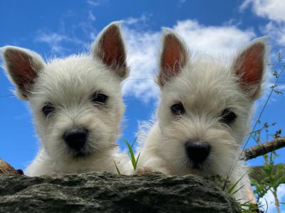 West Highland Terrier puppies in Kildare