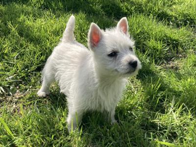 West Highland Terrier puppies in Kildare