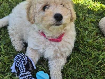 Beautiful female Cavapoo puppy in Wexford