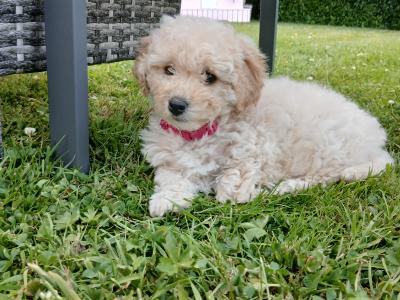 Beautiful female Cavapoo puppy in Wexford