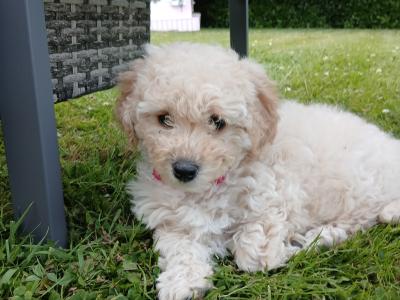 Beautiful female Cavapoo puppy in Wexford