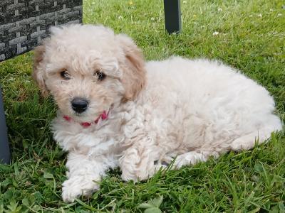 Beautiful female Cavapoo puppy in Wexford