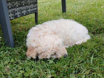 Beautiful female Cavapoo puppy in Wexford