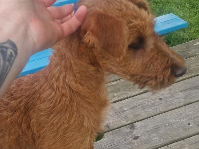 IKC Registered Irish Terrier puppies in Cork