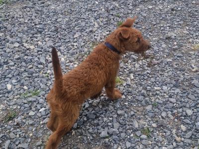 IKC Registered Irish Terrier puppies in Cork