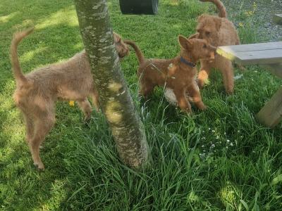 IKC Registered Irish Terrier puppies in Cork